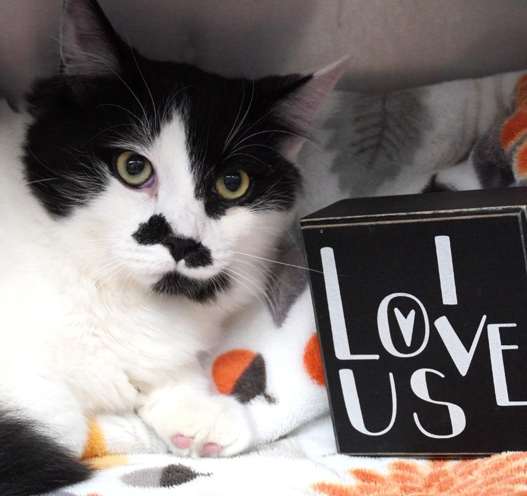 Mimosa, Adoptable, Young Male Domestic Short Hair.