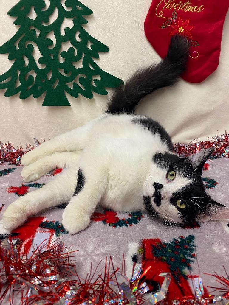 Enlarge Mimosa, a Adoptable mixed breed image 3/6