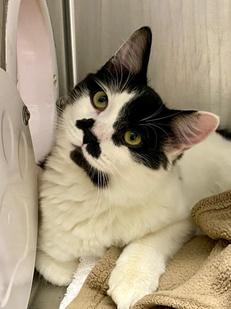 Enlarge Mimosa, a Adoptable mixed breed image 4/6