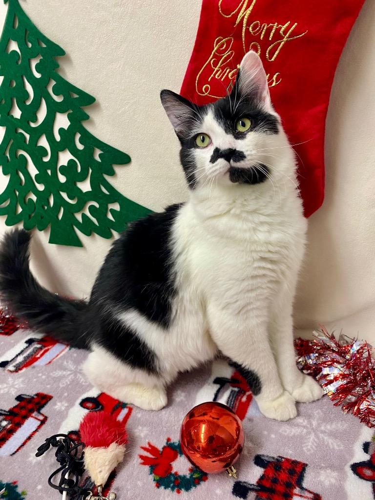 Enlarge Mimosa, a Adoptable mixed breed image 6/6