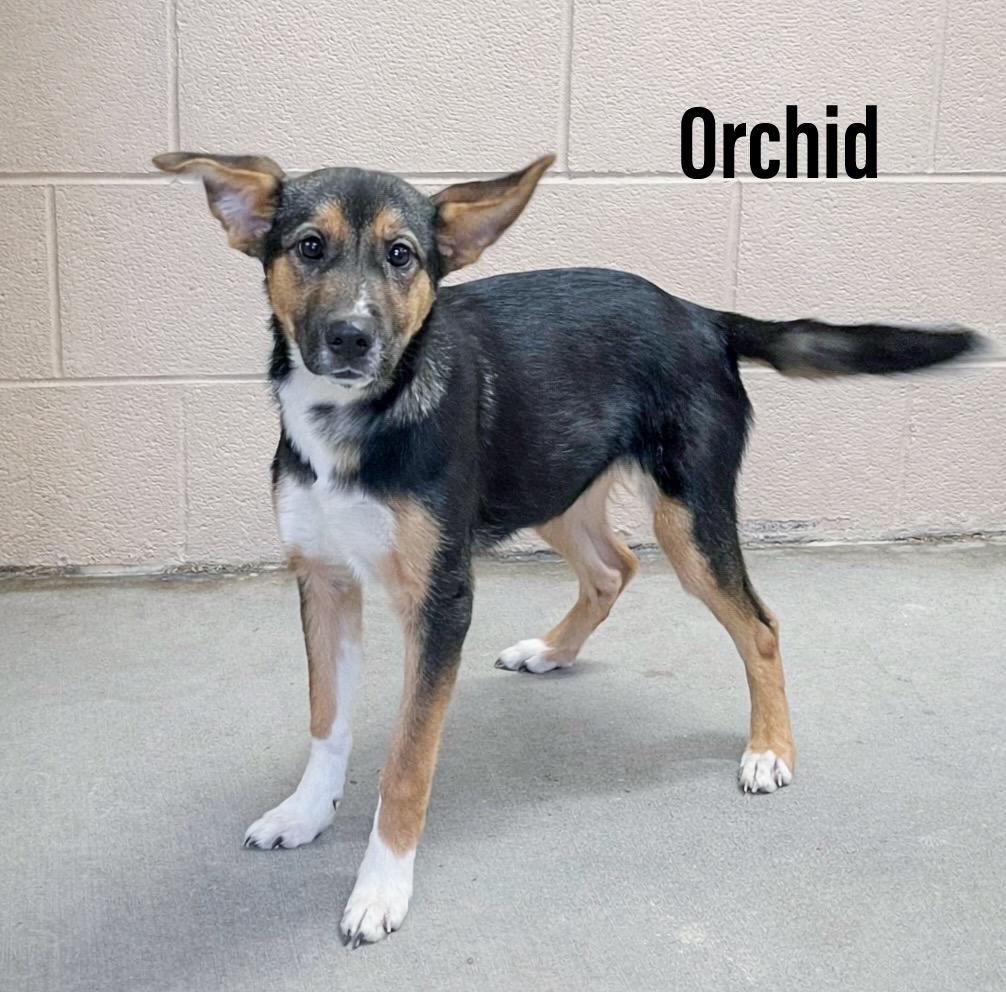 Enlarge Orchid, a Adoptable mixed breed in Clearfield, KY image 1/1