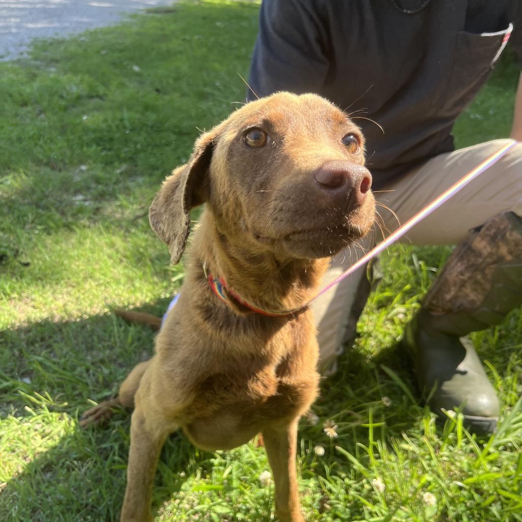 Sabrina, Adoptable, Adult Female Labrador Retriever & Mixed Breed.
