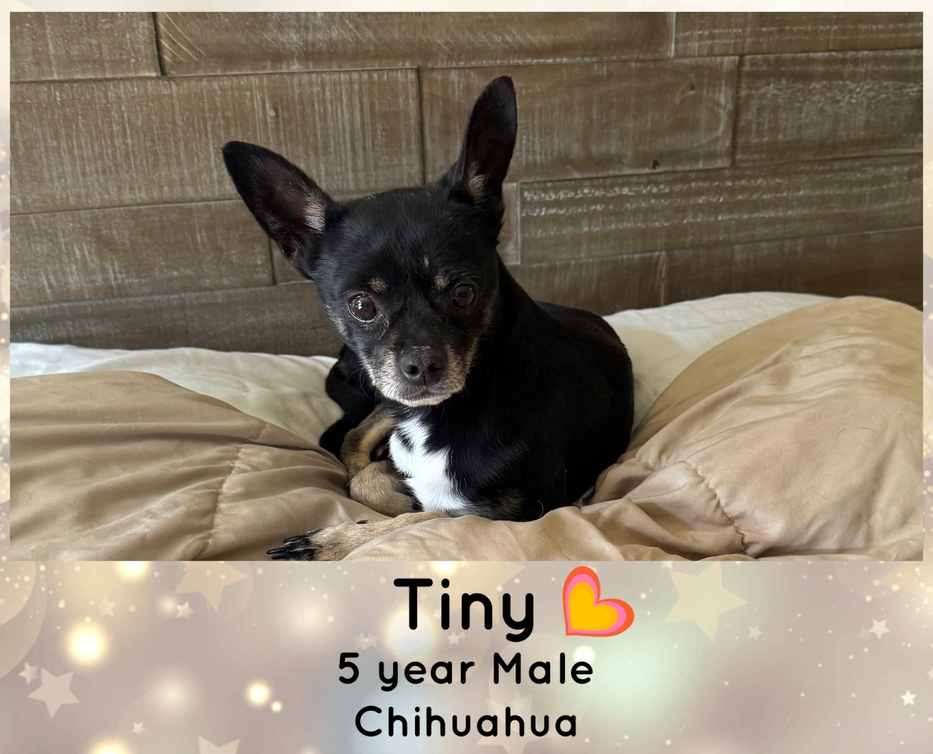 Enlarge TINY – 5 YEAR MALE CHIHUAHUA @ PETCO, 5011 E. RAY ROAD, PHX 85044 ON SATURDAY, DEC. 20th,  11–2PM, a Adoptable Chihuahua in Mesa, AZ image 3/3