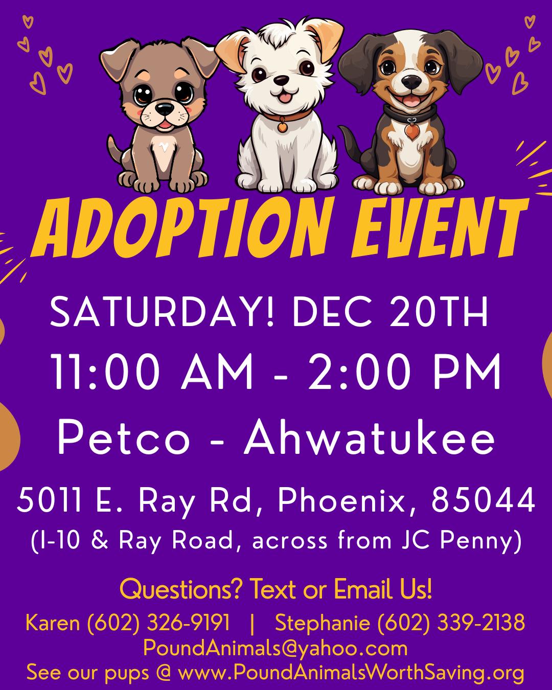 Enlarge TINY – 5 YEAR MALE CHIHUAHUA @ PETCO, 5011 E. RAY ROAD, PHX 85044 ON SATURDAY, DEC. 20th,  11–2PM, a Adoptable Chihuahua in Mesa, AZ image 1/3