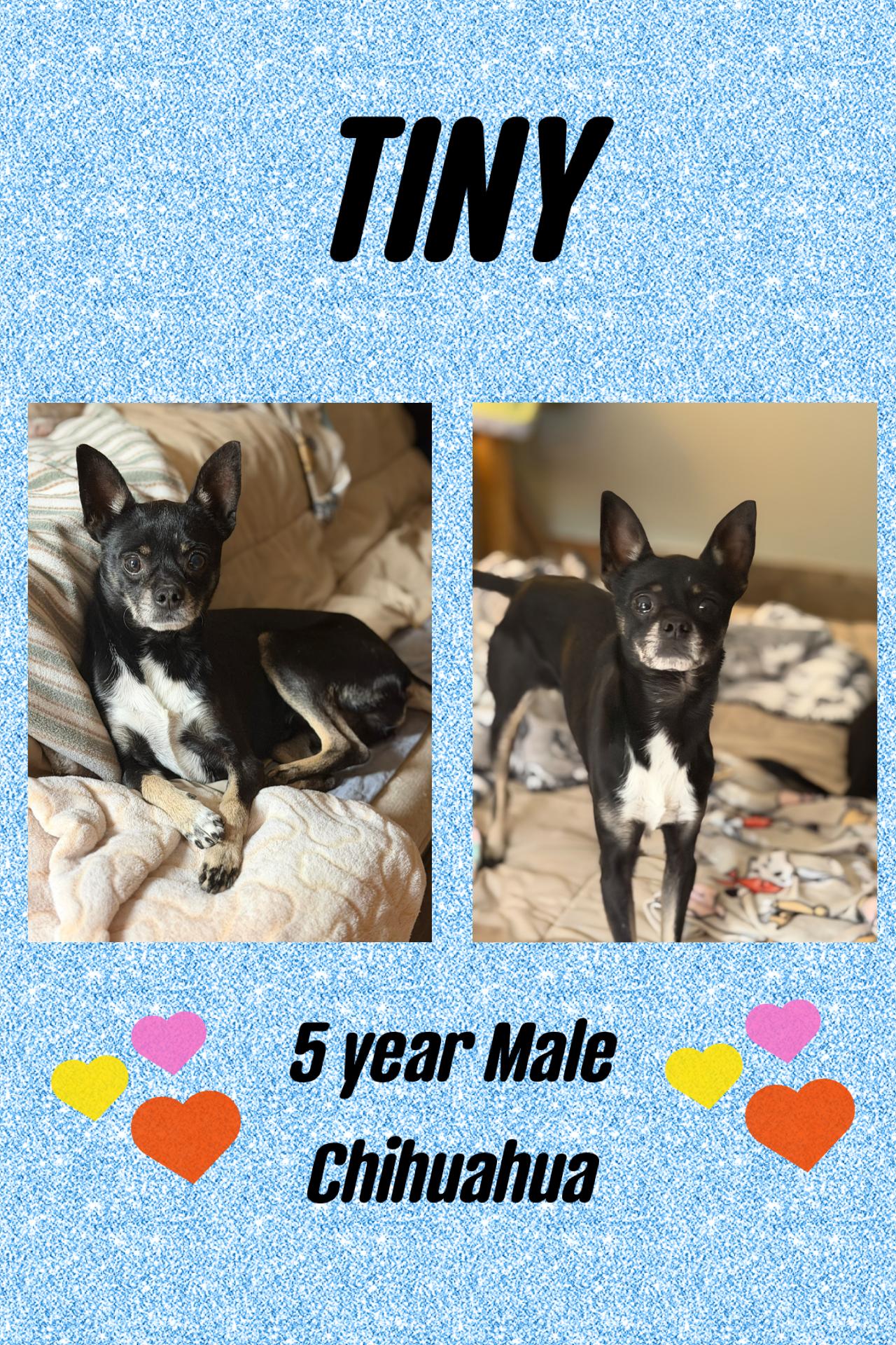 TINY – 5 YEAR MALE CHIHUAHUA @ PETCO, 5011 E. RAY ROAD, PHX 85044 ON SATURDAY, DEC. 20th,  11–2PM, Adoptable, Adult Male Chihuahua.
