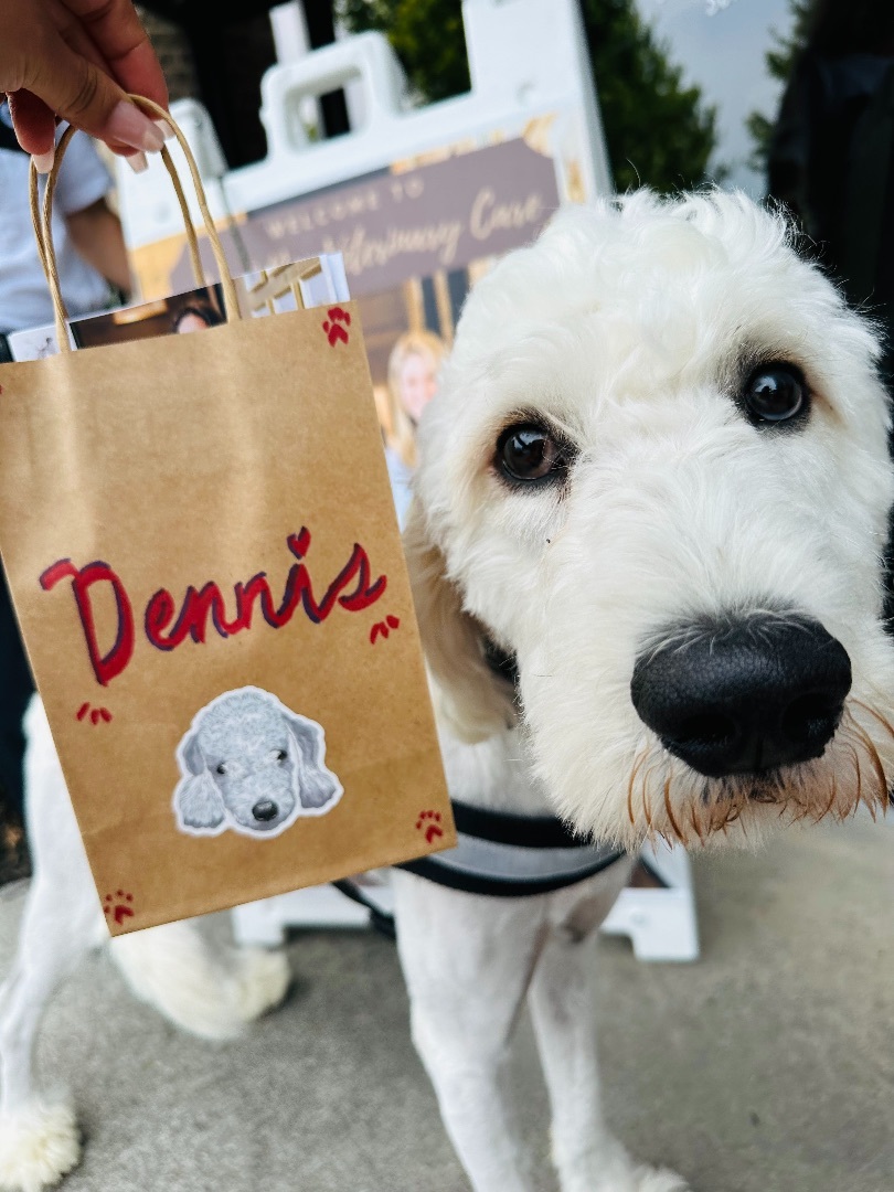 Dennis, Adopted, Young Male Goldendoodle.