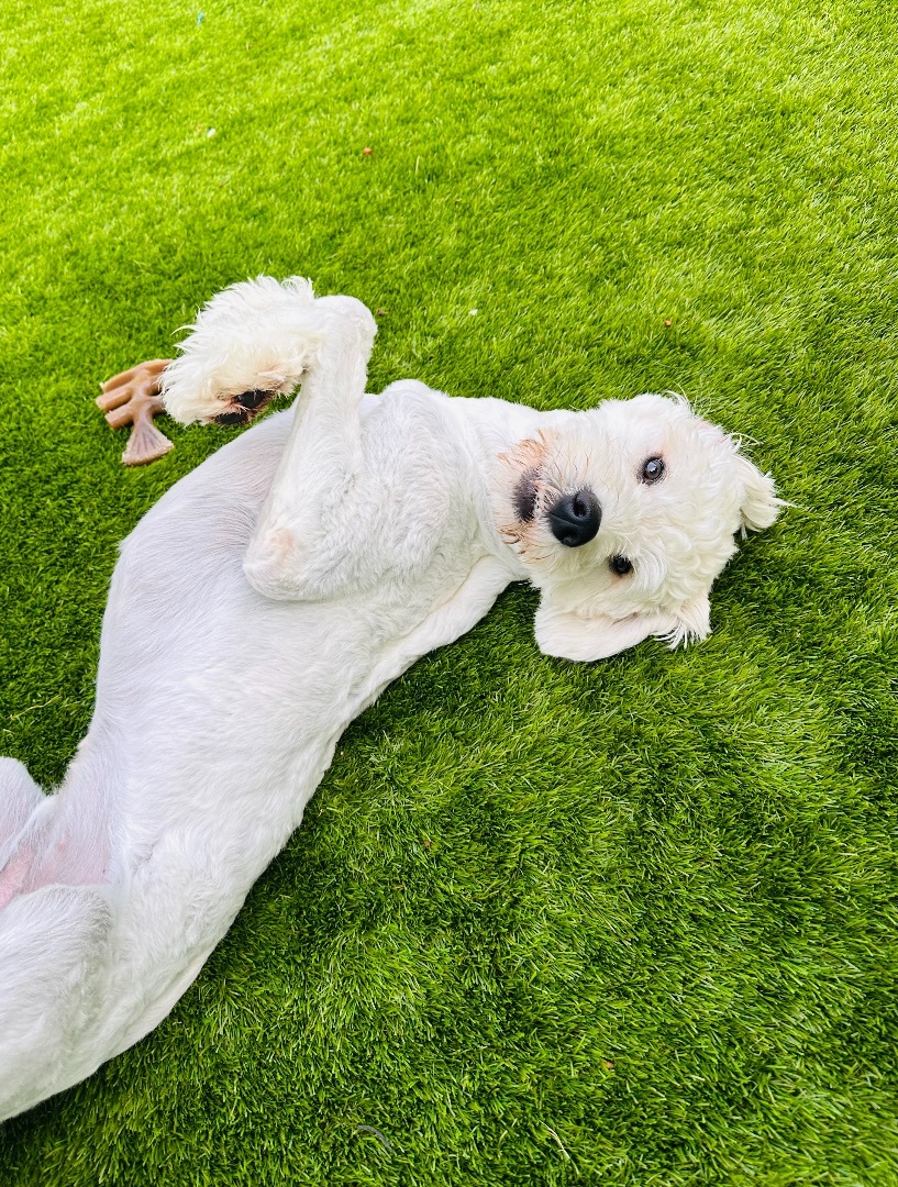 Dennis, a Adopted Goldendoodle in Marietta, GA image 2/21
