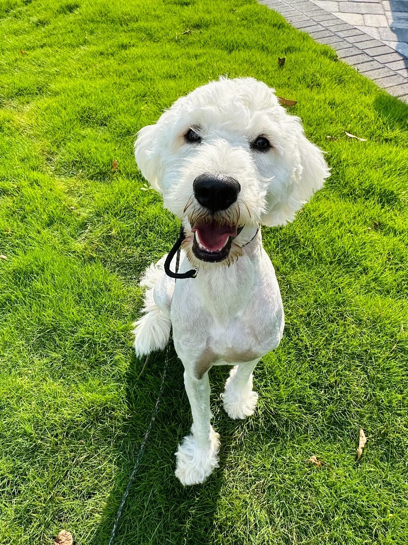 Dennis, a Adopted Goldendoodle in Marietta, GA image 3/21