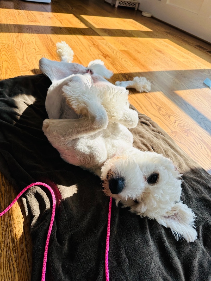 Dennis, a Adopted Goldendoodle in Marietta, GA image 4/21