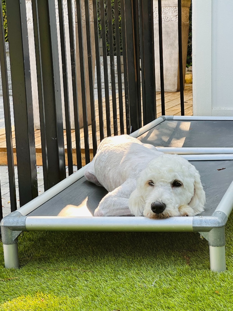Dennis, a Adopted Goldendoodle in Marietta, GA image 5/21