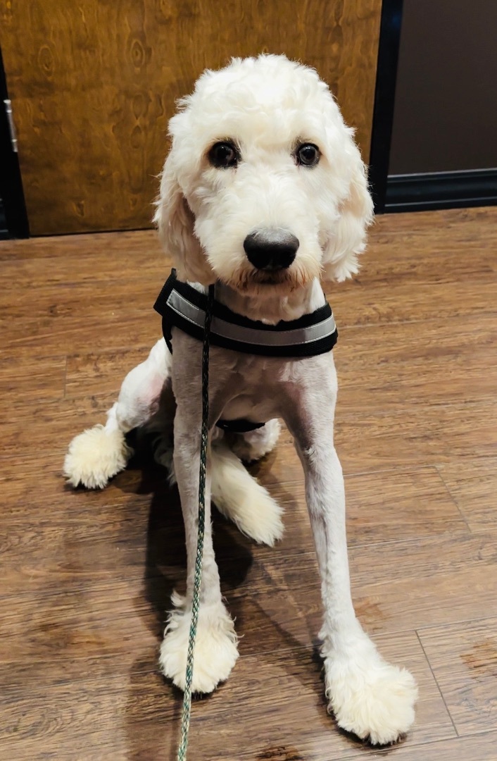 Dennis, a Adopted Goldendoodle in Marietta, GA image 6/21