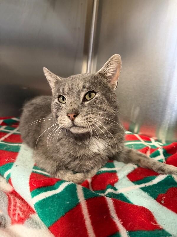 Ernie, Adoptable, Adult Male Domestic Short Hair.