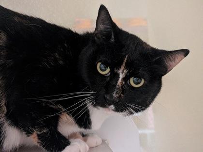 Twinkie, Adoptable, Adult Female Domestic Short Hair & Domestic Short Hair.