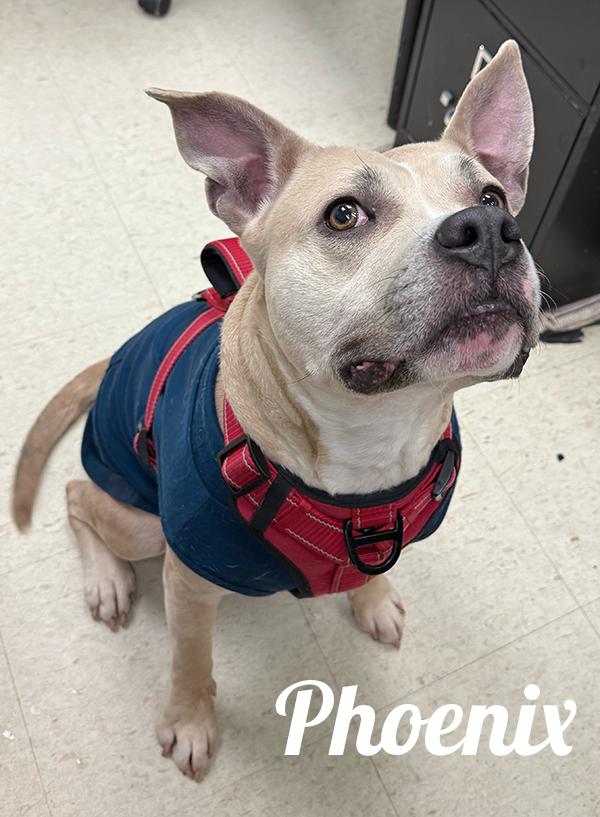 Enlarge Phoenix, an adopted mixed breed in Manistee, MI image 1/1