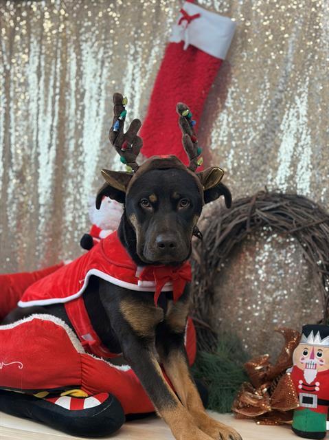 VONNIE, Adoptable, Young Female German Shepherd Dog & Mixed Breed.