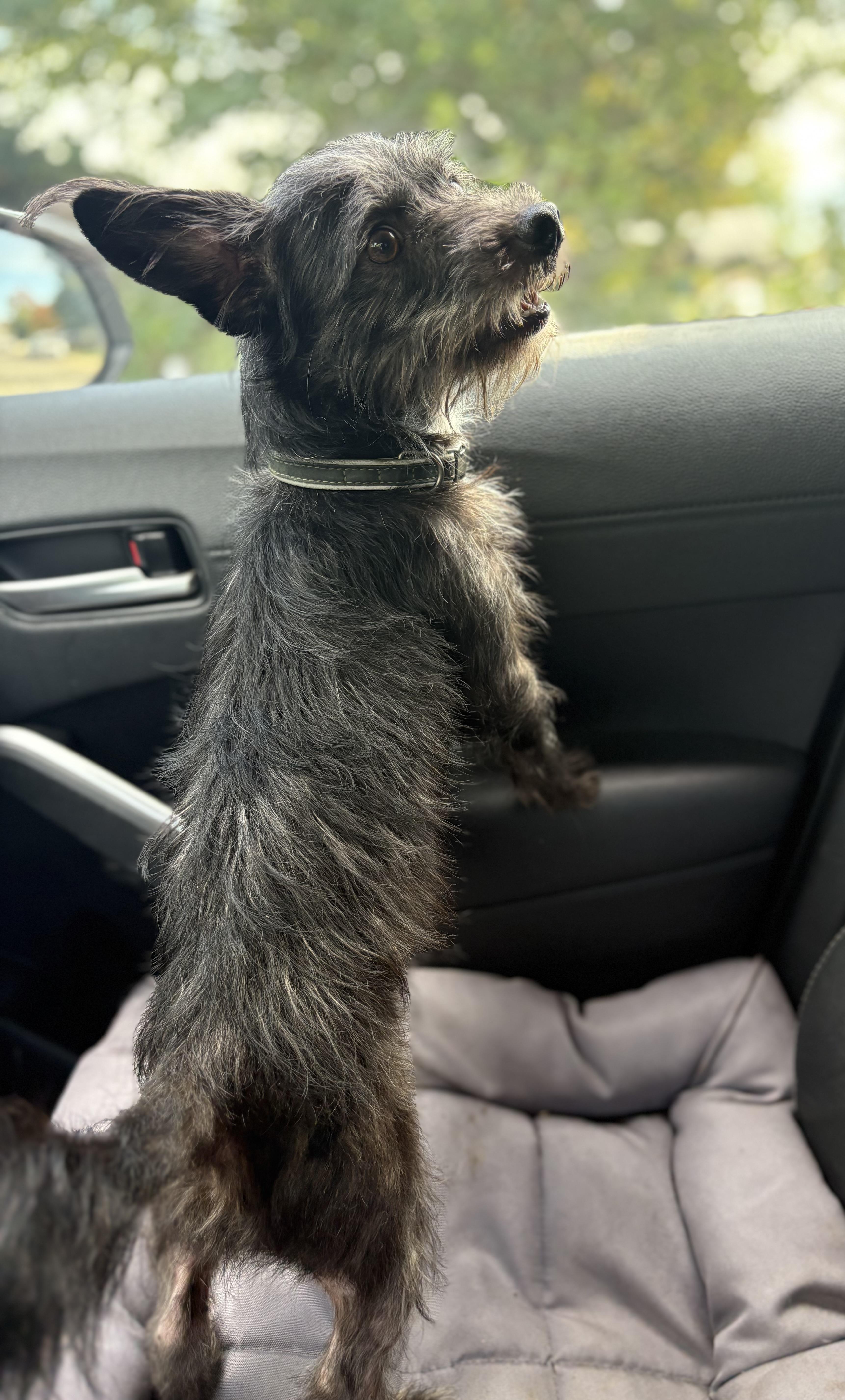 Enlarge Mickey, a Adoptable mixed breed in Yuba City, CA image 3/6