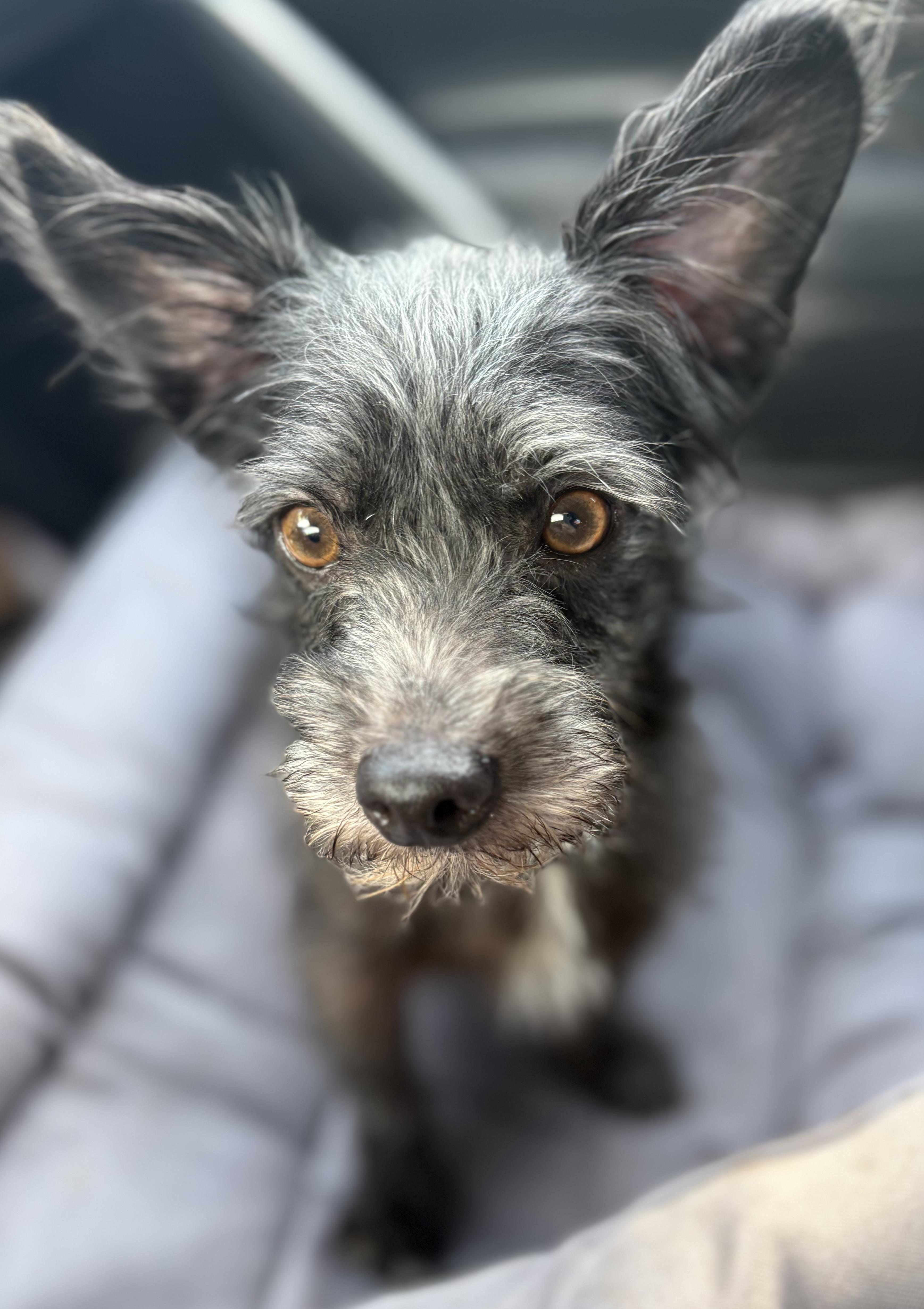 Enlarge Mickey, a Adoptable mixed breed in Yuba City, CA image 4/6