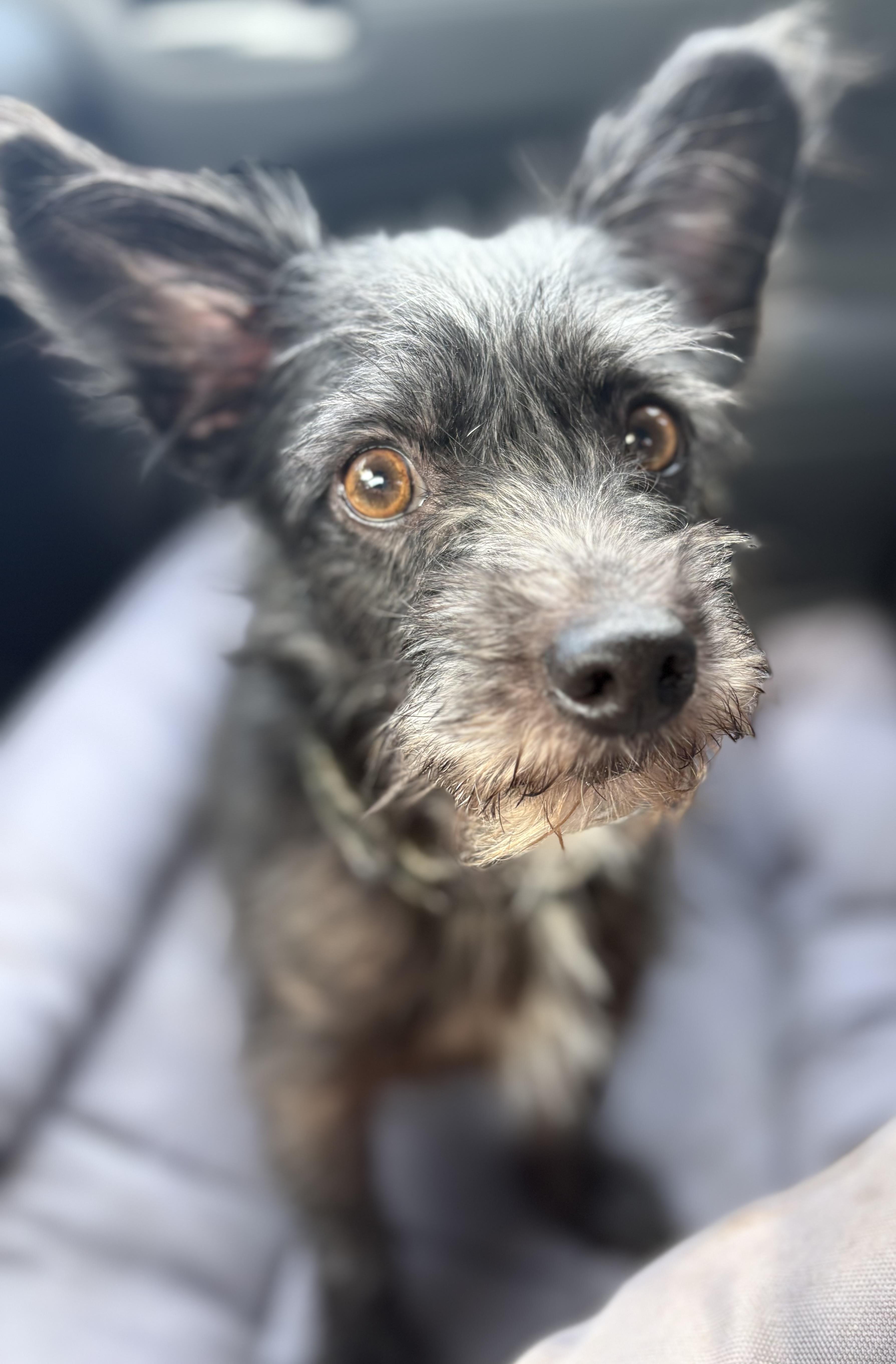 Enlarge Mickey, a Adoptable mixed breed in Yuba City, CA image 2/6