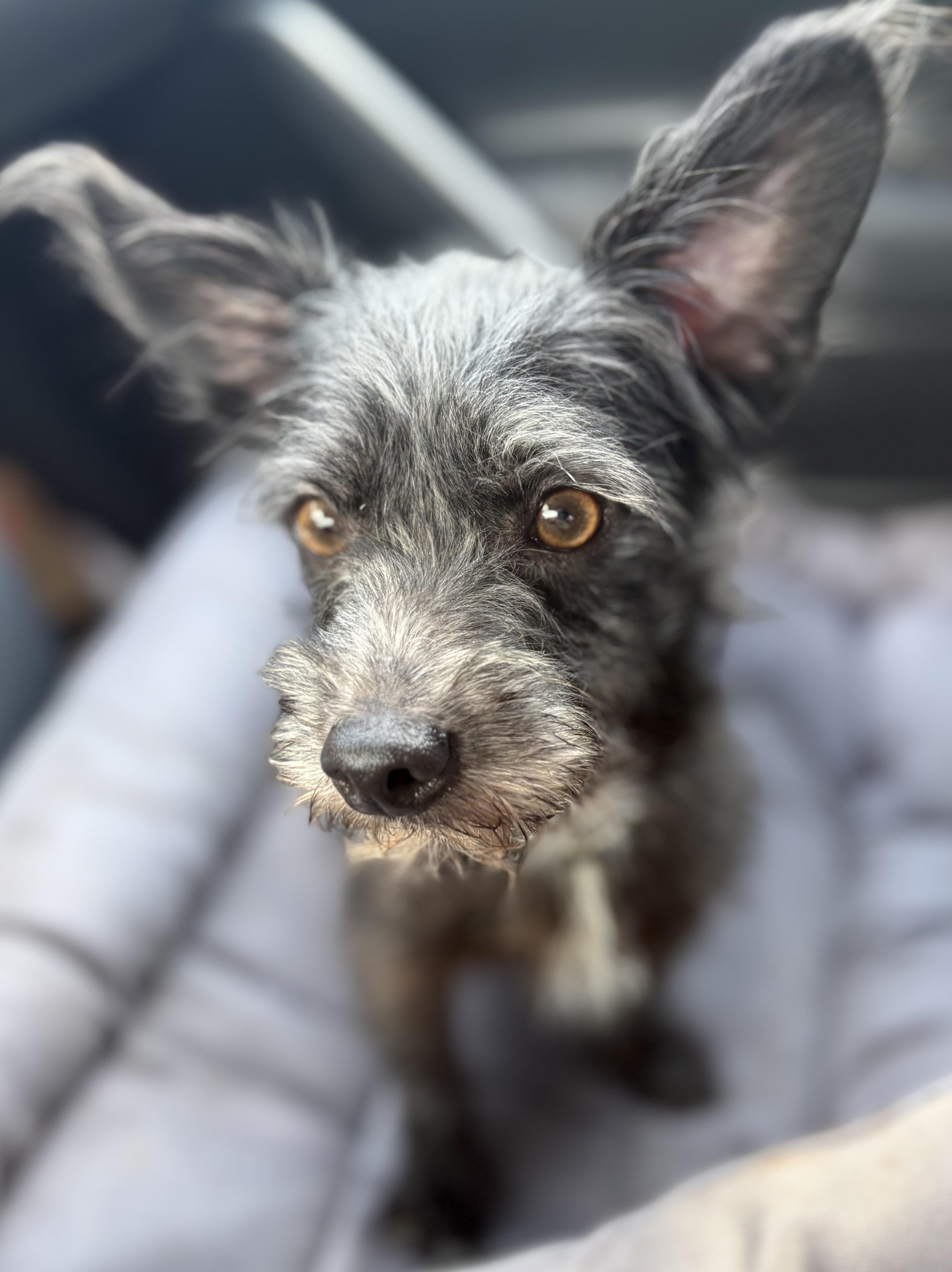 Enlarge Mickey, a Adoptable mixed breed in Yuba City, CA image 5/6