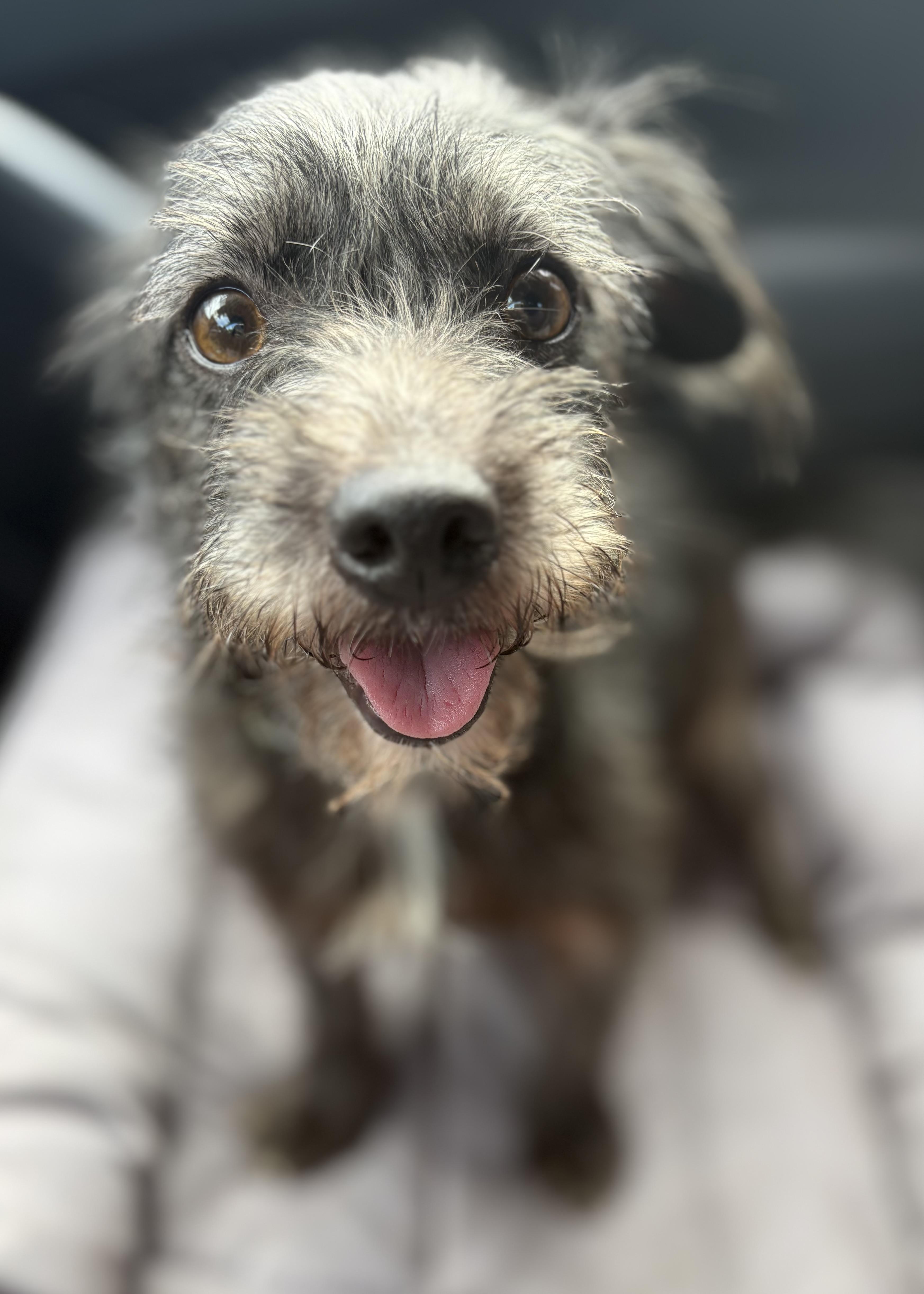 Enlarge Mickey, a Adoptable mixed breed in Yuba City, CA image 6/6