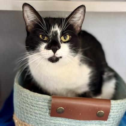 *Iggy, ADOPTABLE, Kitten Female Domestic Short Hair.