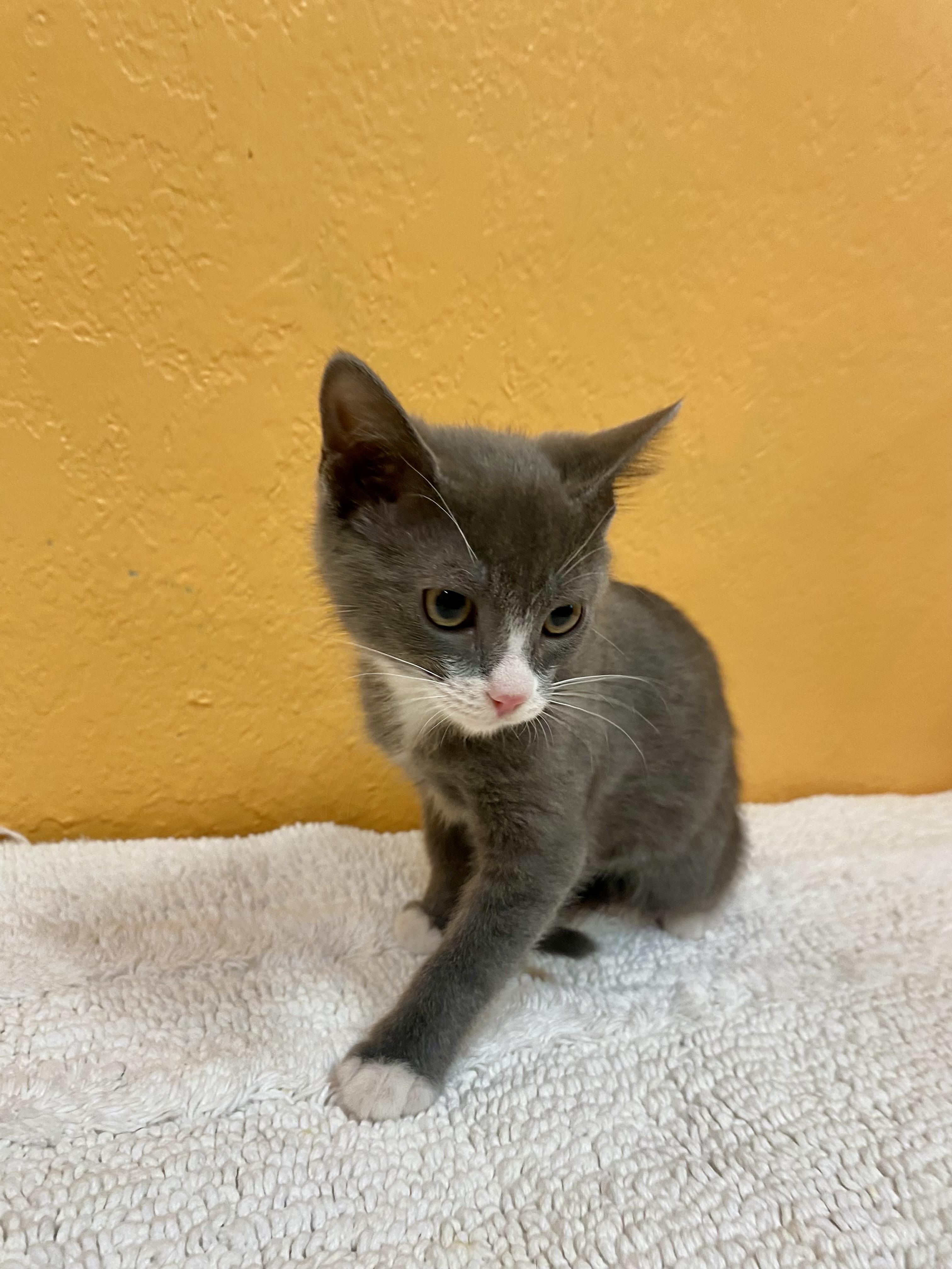 MOJITO, Adoptable, Kitten Female Domestic Short Hair.