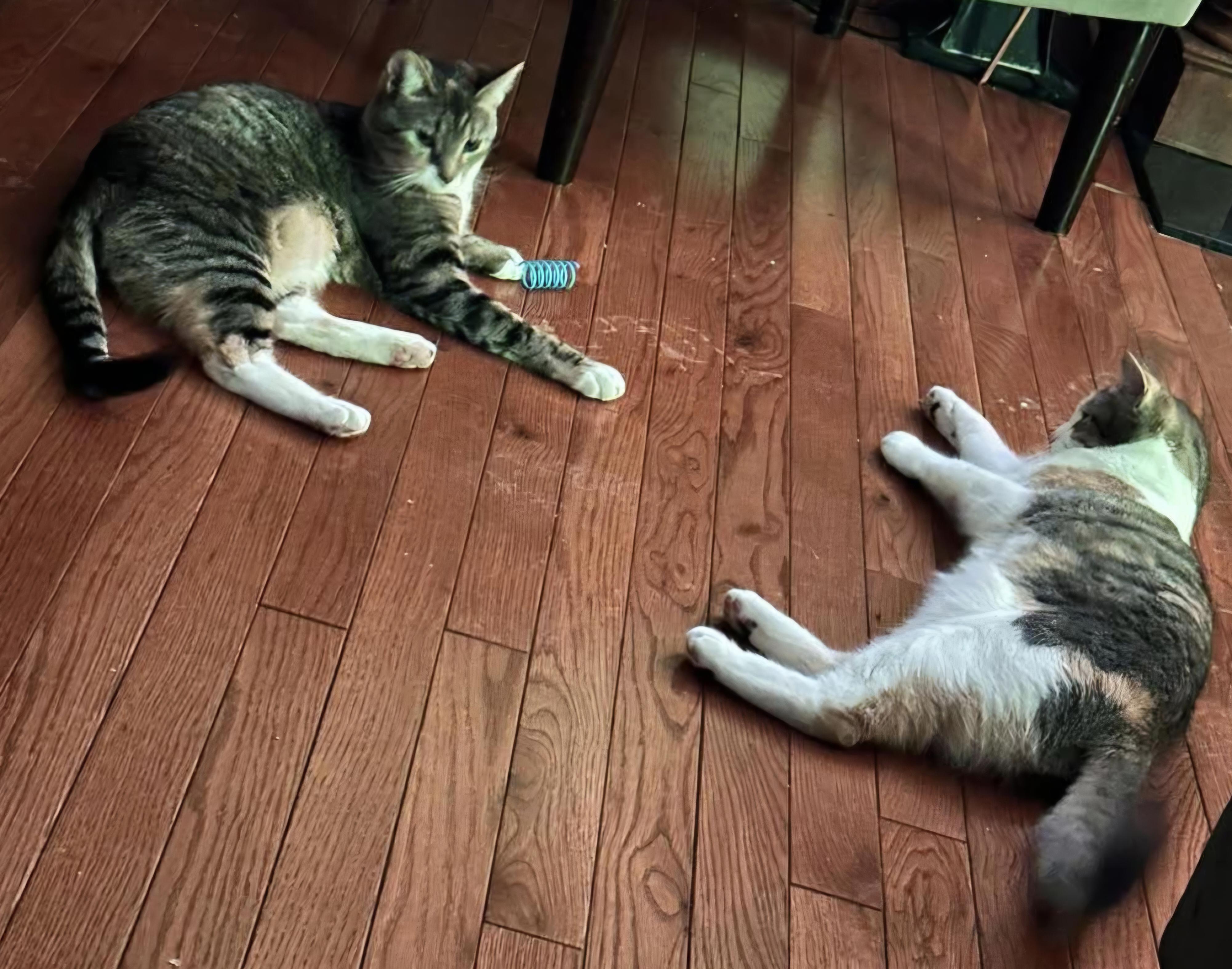 Enlarge Blossom and Hyacinth, a ADOPTABLE Domestic Short Hair in Attleboro, MA image 1/3