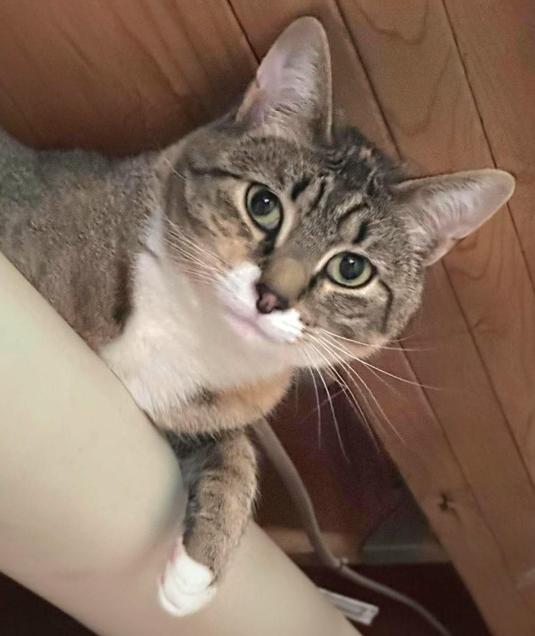 Enlarge Blossom and Hyacinth, a ADOPTABLE Domestic Short Hair in Attleboro, MA image 4/6