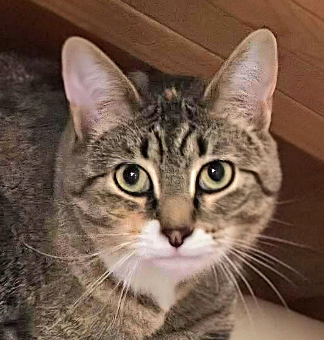 Enlarge Blossom and Hyacinth, a ADOPTABLE Domestic Short Hair in Attleboro, MA image 3/6