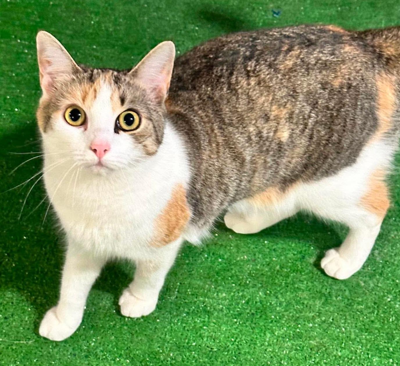 Enlarge Blossom and Hyacinth, a ADOPTABLE Domestic Short Hair in Attleboro, MA image 5/6