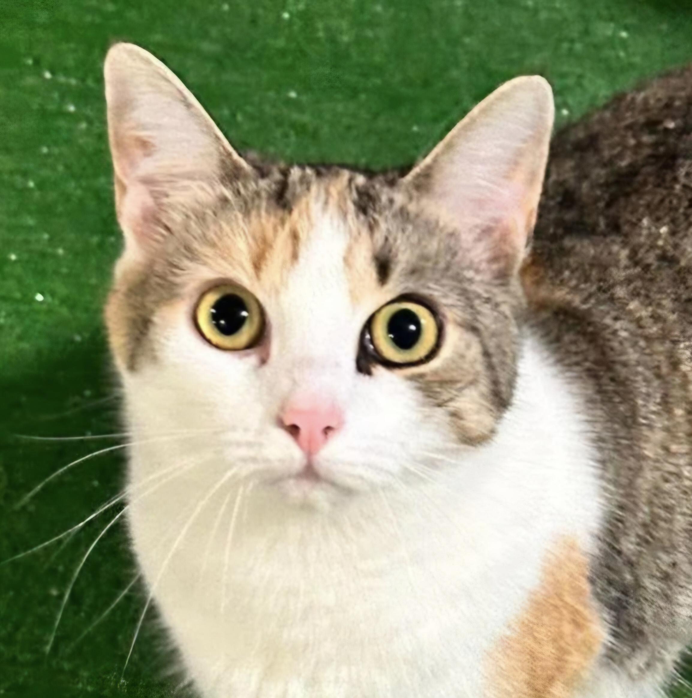 Enlarge Blossom and Hyacinth, a ADOPTABLE Domestic Short Hair in Attleboro, MA image 2/6