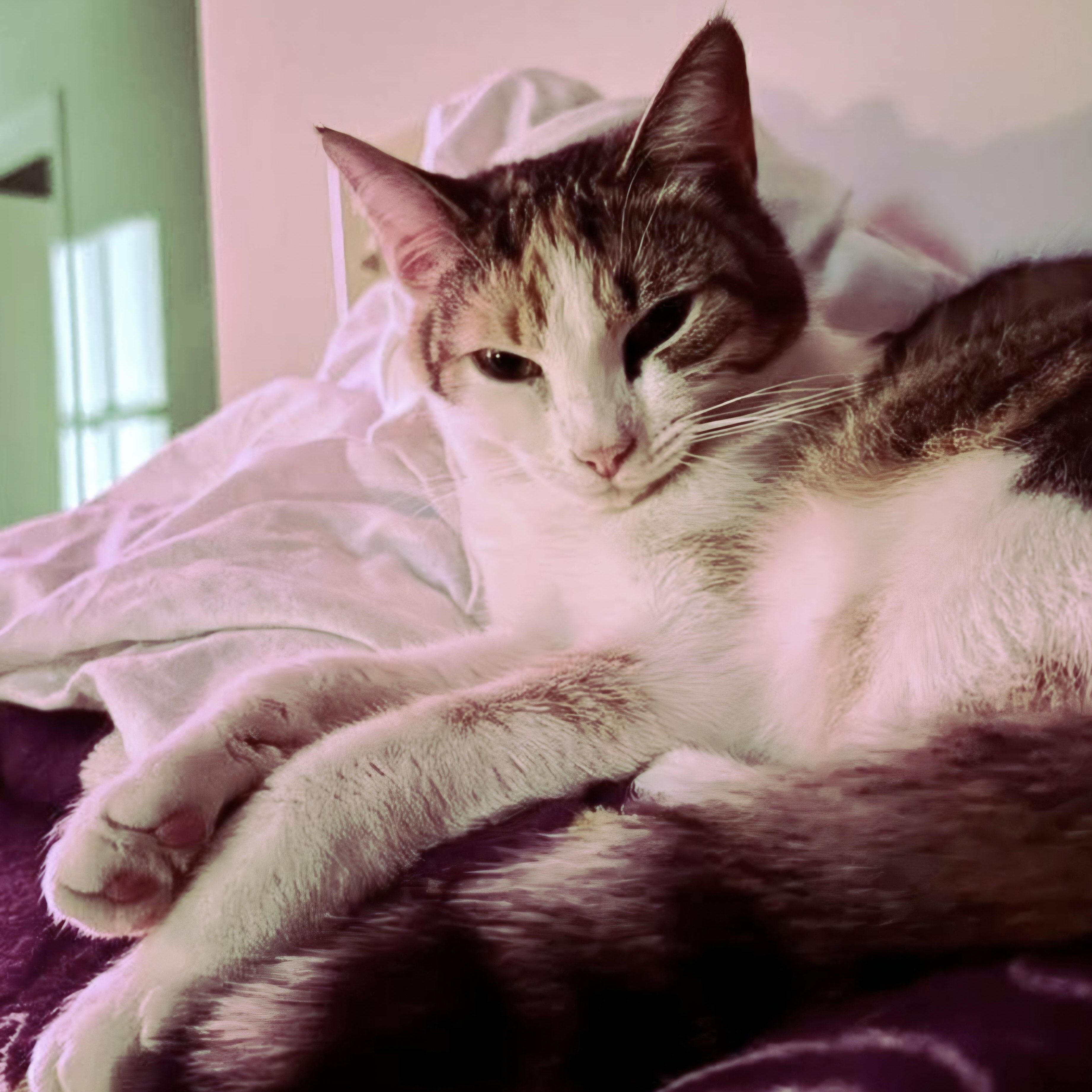 Enlarge Blossom and Hyacinth, a ADOPTABLE Domestic Short Hair in Attleboro, MA image 2/3
