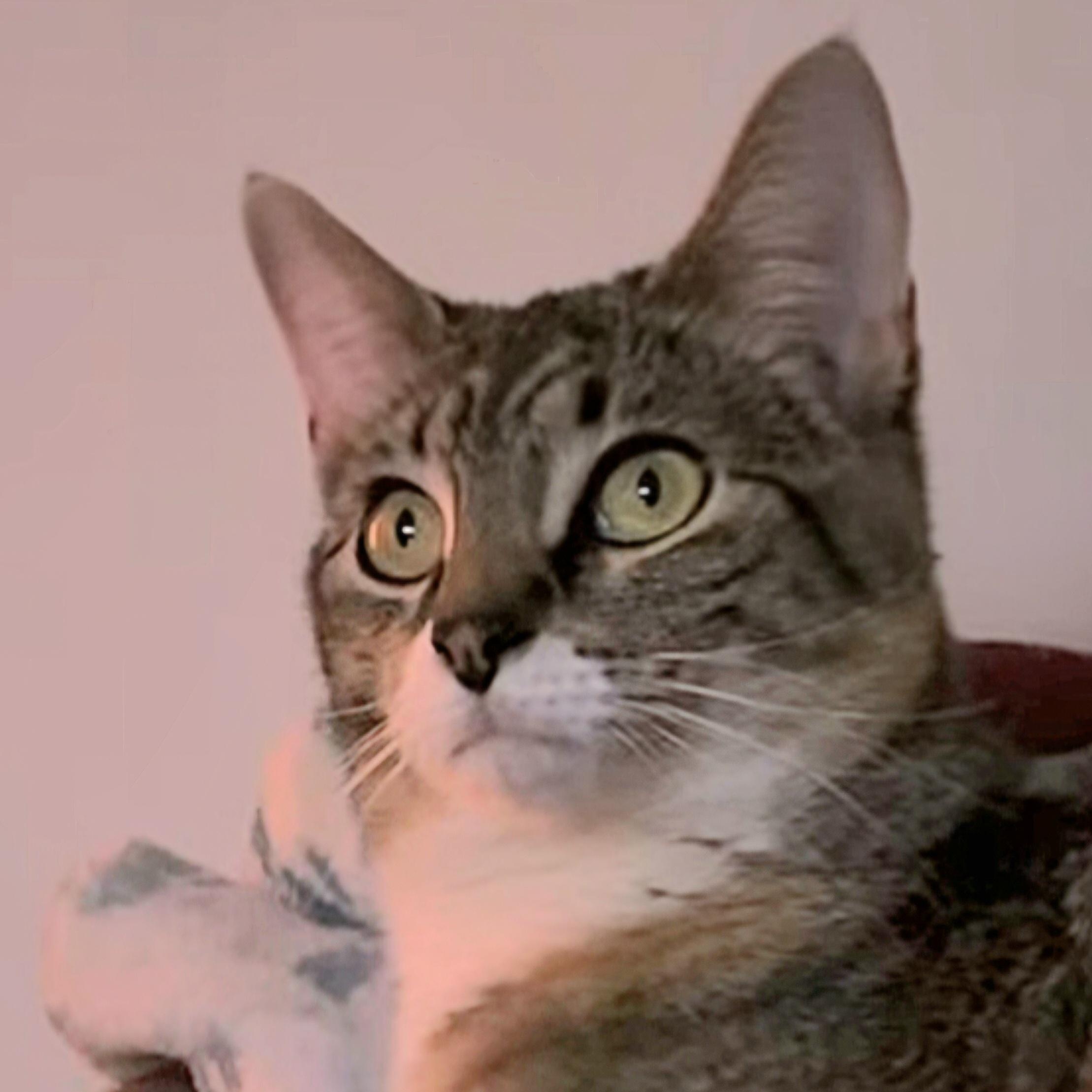Enlarge Blossom and Hyacinth, a ADOPTABLE Domestic Short Hair in Attleboro, MA image 3/3