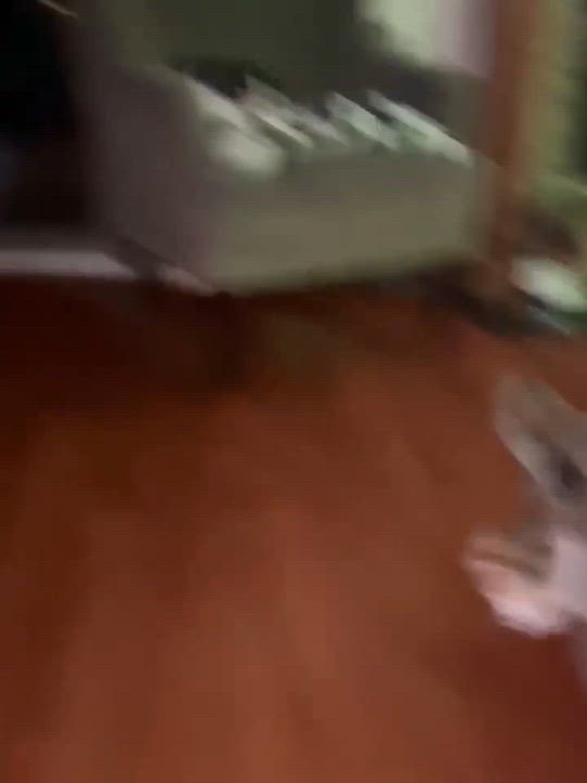 Enlarge Blossom and Hyacinth, a ADOPTABLE Domestic Short Hair in Attleboro, MA video 6/6
