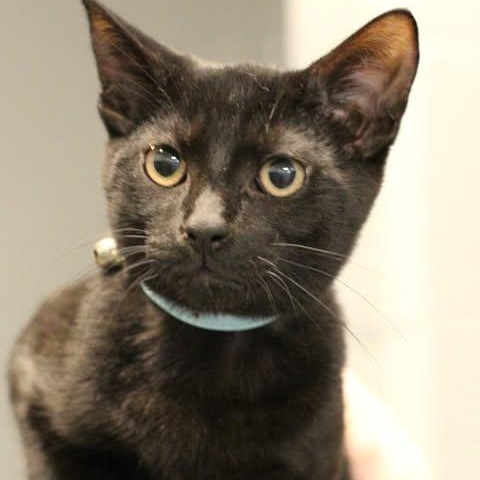 26-01234, adopted, Young Male Domestic Short Hair.