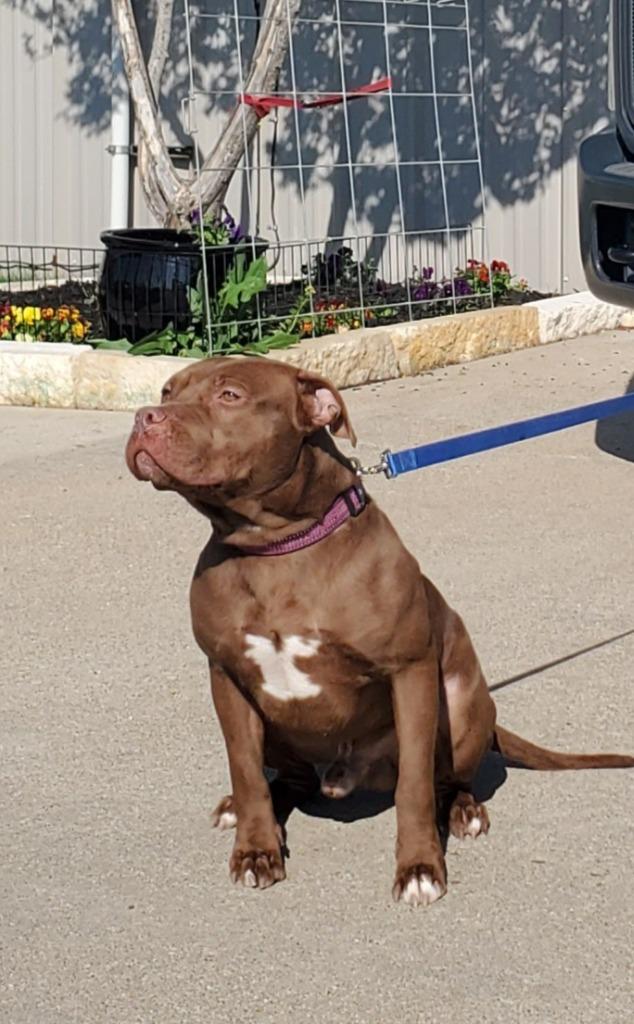 Hank, Adoptable, Young Male Staffordshire Bull Terrier.