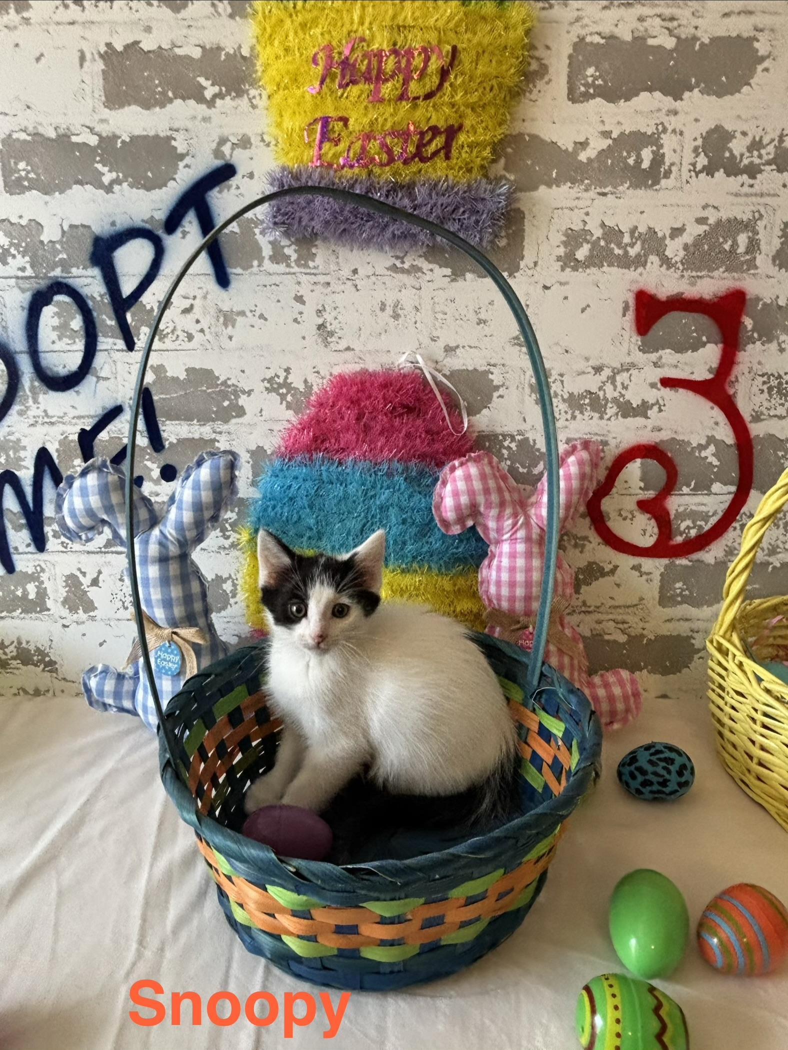 Snoopy, ADOPTABLE, Kitten Male Domestic Short Hair.