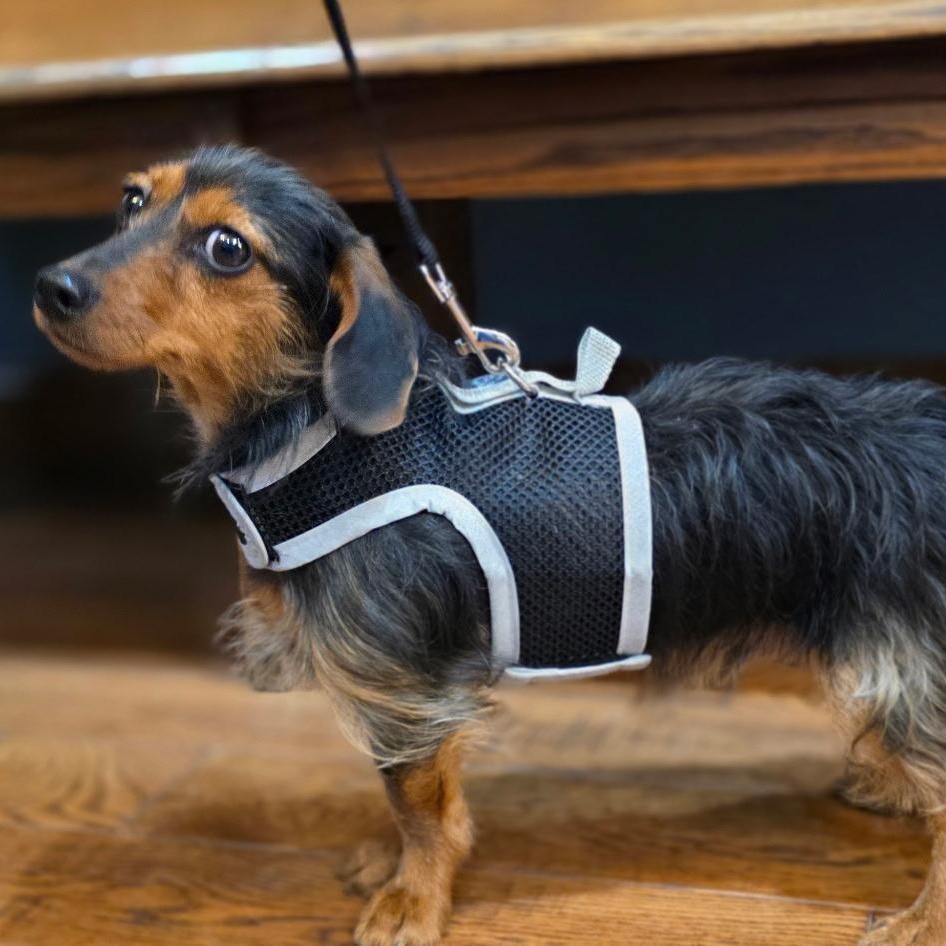 Enlarge Buster Beans, a Adopted Dachshund in Lebanon, OH image 2/3