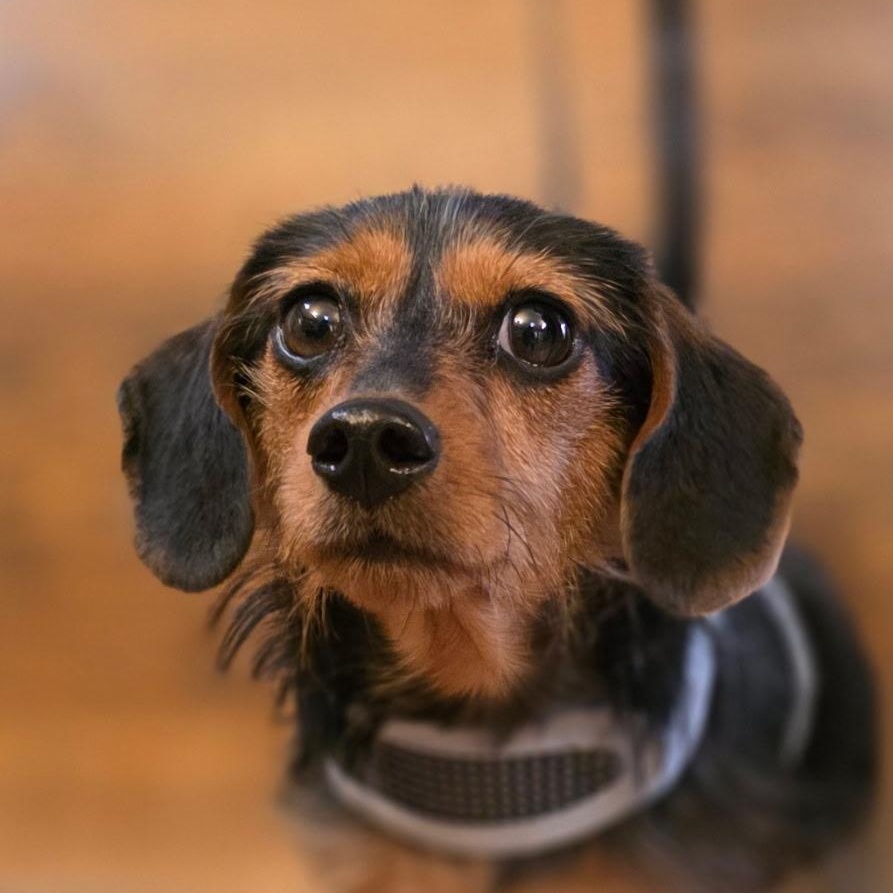 Buster Beans, Adopted, Young Male Dachshund.