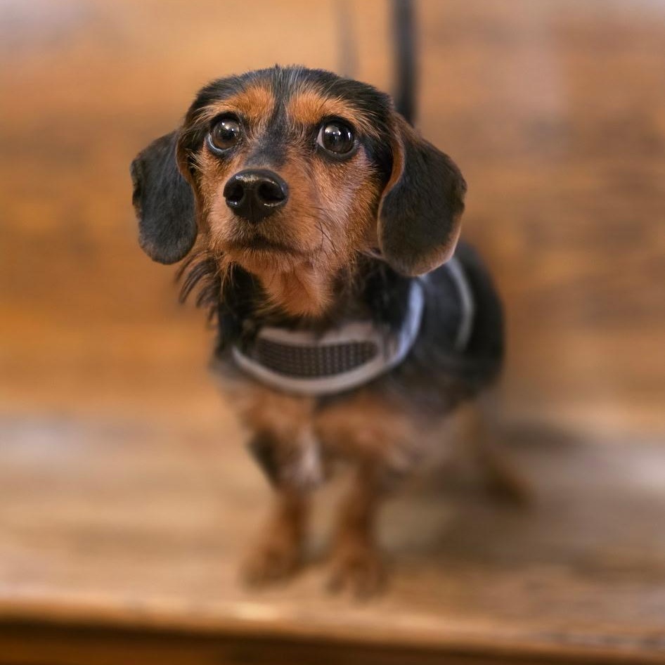 Enlarge Buster Beans, a Adopted Dachshund in Lebanon, OH image 3/3