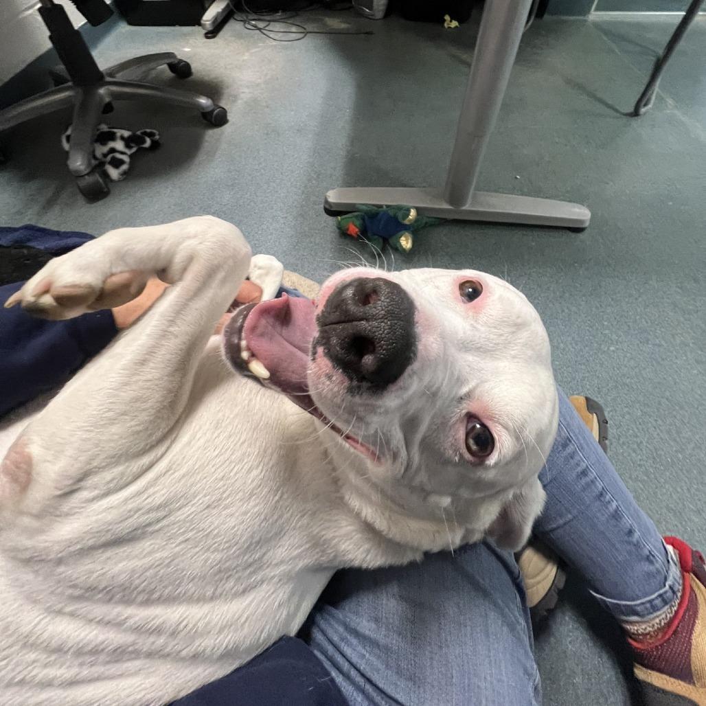 Louie, Adoptable, Adult Male Mixed Breed.