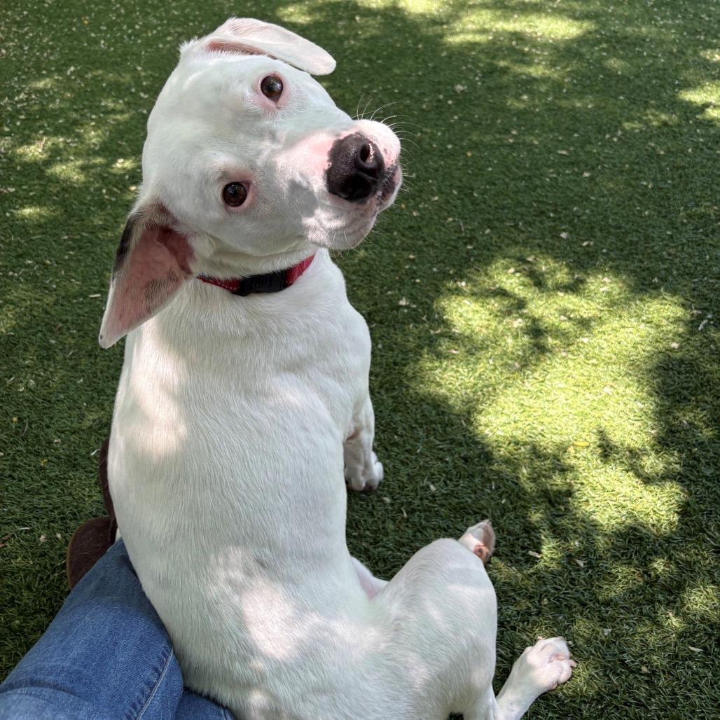 Enlarge Louie, a Adoptable Mixed Breed in Hampton Bays, NY image 1/6