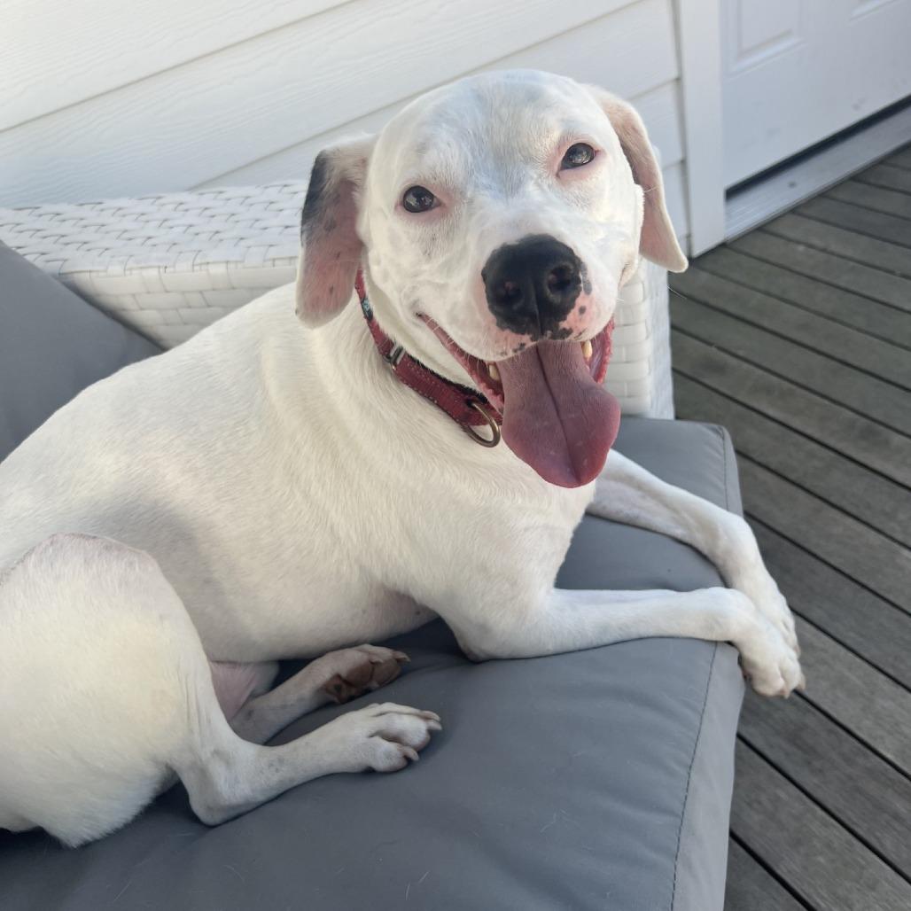 Enlarge Louie, a Adoptable Mixed Breed in Hampton Bays, NY image 1/6