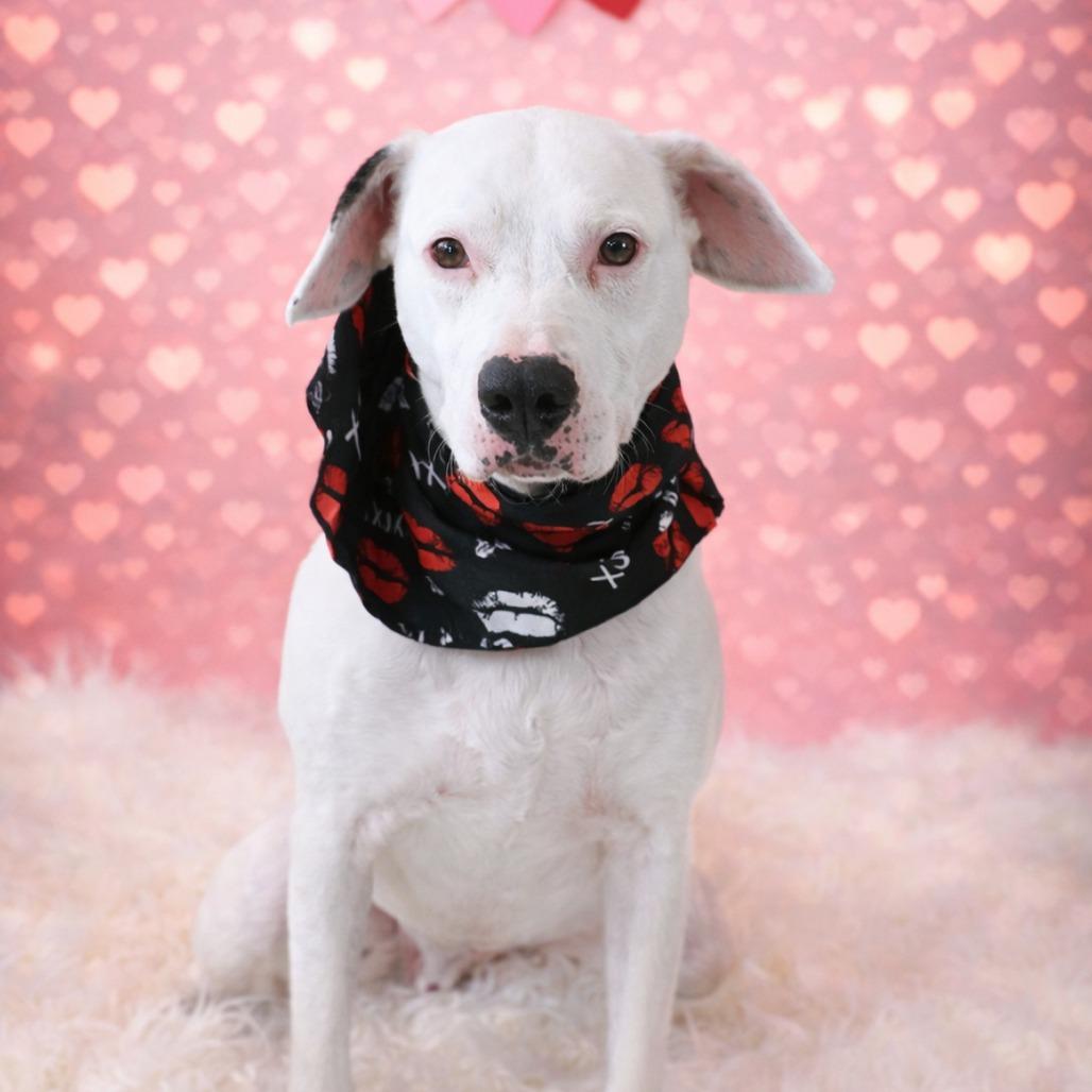 Louie, a Adoptable Mixed Breed in Hampton Bays, NY image 2/6