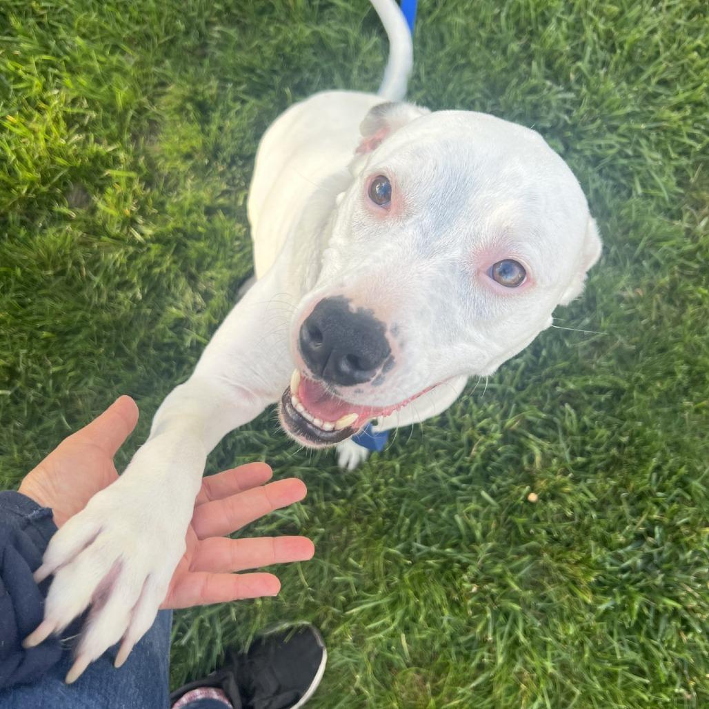 Enlarge Louie, a Adoptable Mixed Breed in Hampton Bays, NY image 3/6