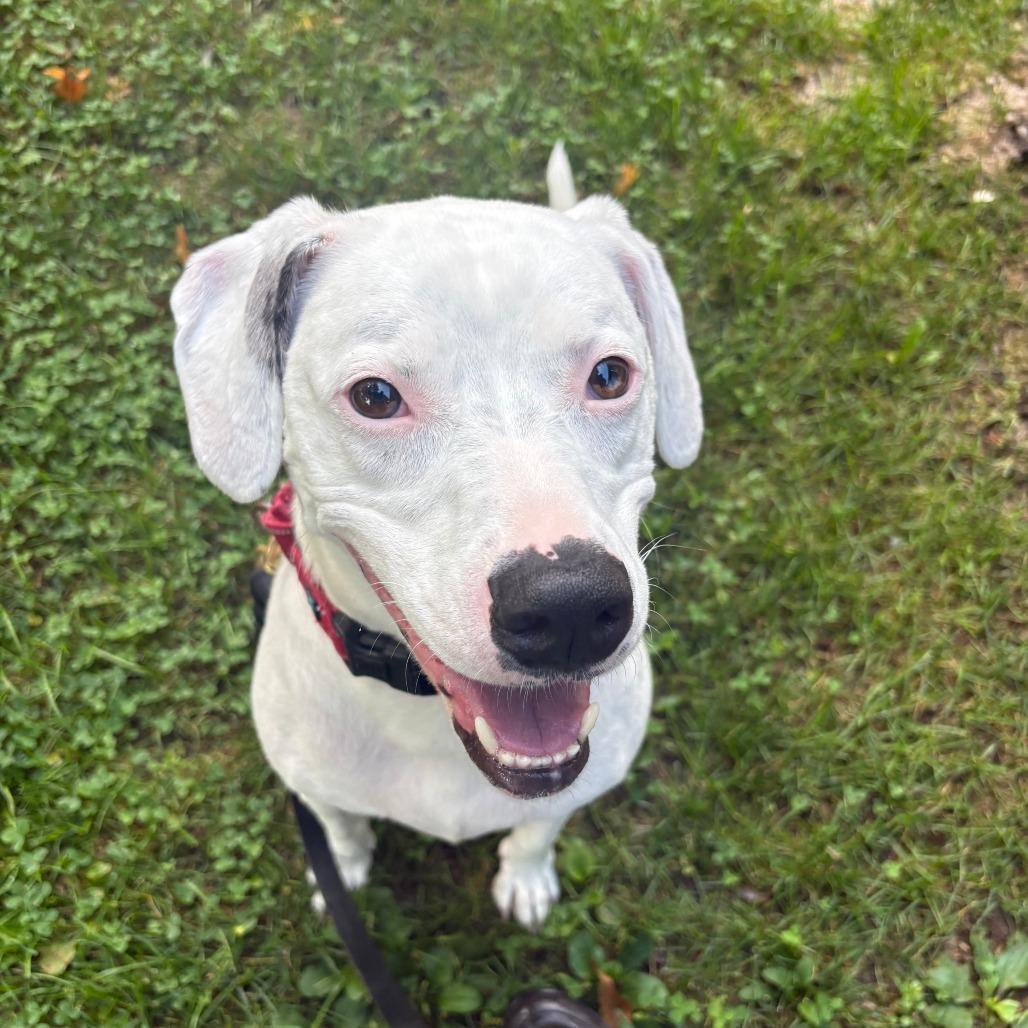 Enlarge Louie, a Adoptable Mixed Breed in Hampton Bays, NY image 2/5