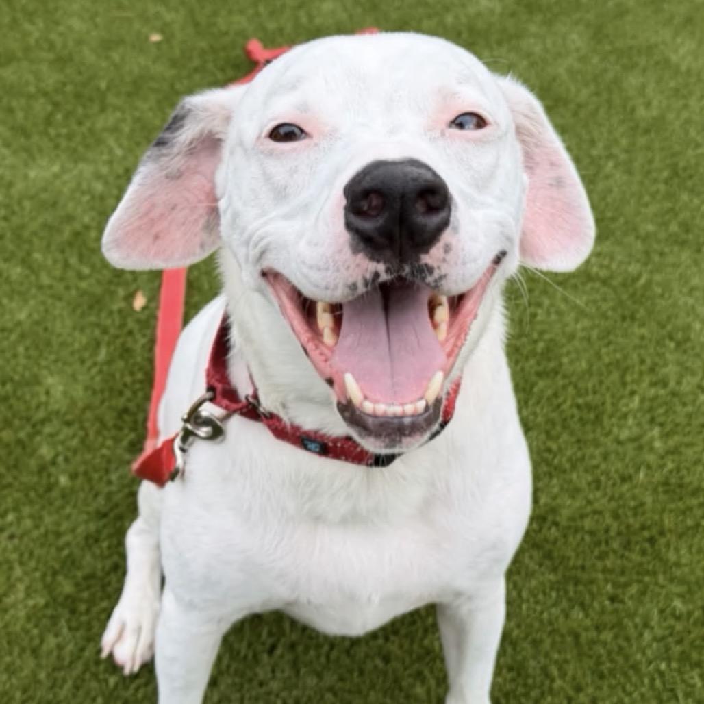 Enlarge Louie, a Adoptable Mixed Breed in Hampton Bays, NY image 2/6
