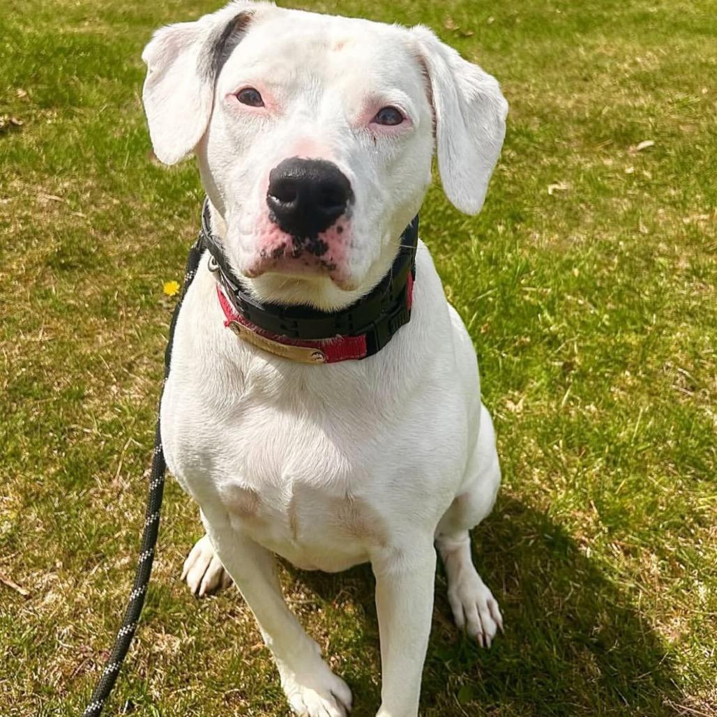 Enlarge Louie, a Adoptable Mixed Breed in Hampton Bays, NY image 5/6