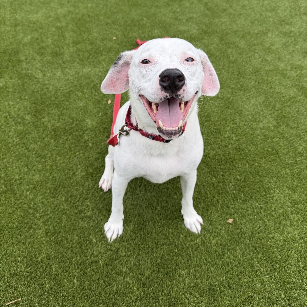 Louie, a Adoptable Mixed Breed in Hampton Bays, NY image 3/6