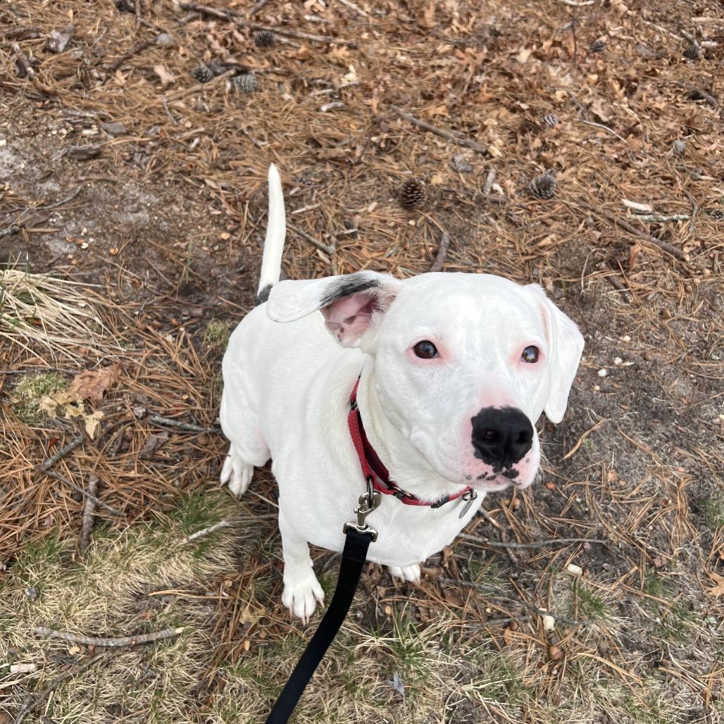 Enlarge Louie, a Adoptable Mixed Breed in Hampton Bays, NY image 6/6